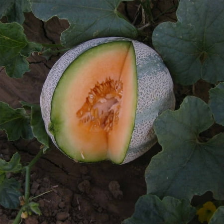 Cantaloupe Melon Garden Seeds - Planters Jumbo - 1 Lb - Non-GMO, Heirloom, Vegetable Gardening Seeds - Fruit