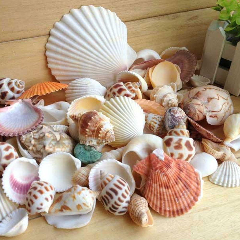 Assorted Sea Shells 800g, Craft Materials