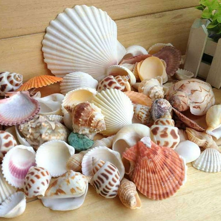 Large Clam Shells Seashells. Seashell Bulk. Beach Natural Art