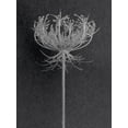thumbnail image 2 of Rosenthal, Barry 12x14 White Modern Wood Framed Museum Art Print Titled - Queen Anne Lace, 2 of 4