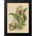 thumbnail image 2 of Unknown 11x14 Black Modern Framed Museum Art Print Titled - Lindenia Orchids II, 2 of 5