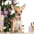 thumbnail image 4 of Cartoon Dog Collar with Bow Spring Summer Collar with Flower for Small Medium Large Boys Girls Dogs, 4 of 5