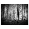 thumbnail image 2 of Morning in Thick Fall Forest - Landscape Canvas Art Print, 2 of 3