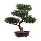 thumbnail image 3 of Árbol de simulación, planta en maceta, planta verde artificial, escritorio decorativo multiusos Estilo C, 3 of 9