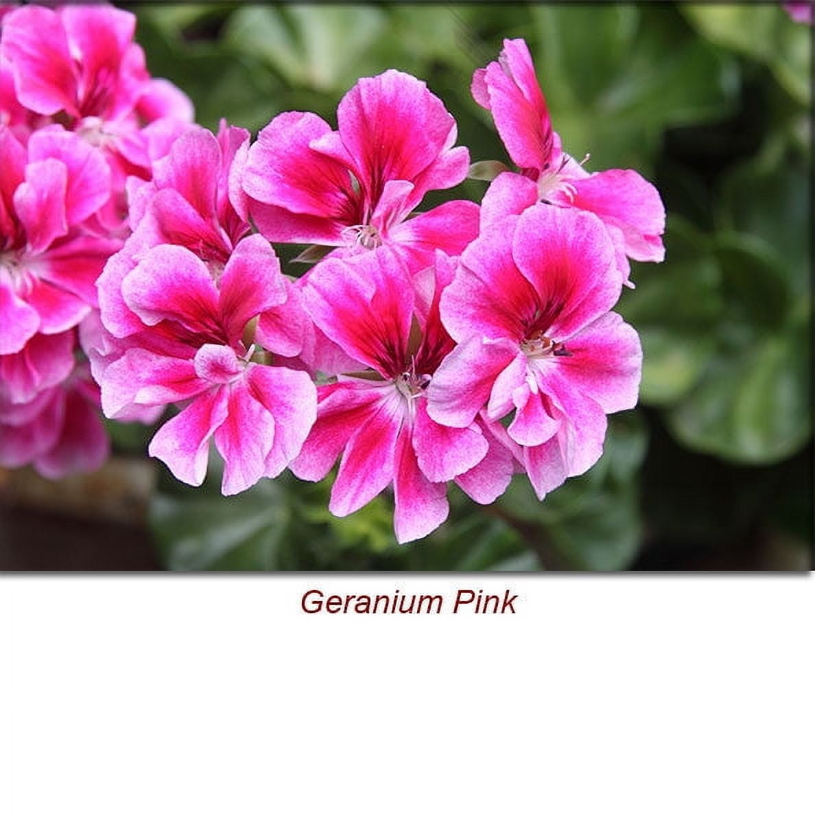 Geranium Essential Oil 10 ml (1/3 fl oz) - 100% Pure and Natural by Silky Scents