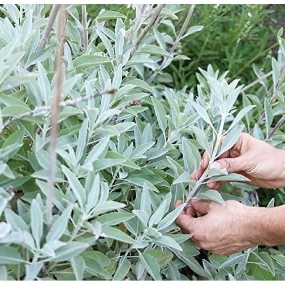 White Sage Seeds to Grow - 100 Seeds - Indoor Outdoor Herb Sage