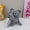Gray big-eyed cat, variant on Plush Backpack,Cat Bag,Animal Backpack,Cute Cartoon backpack,Plush Bag