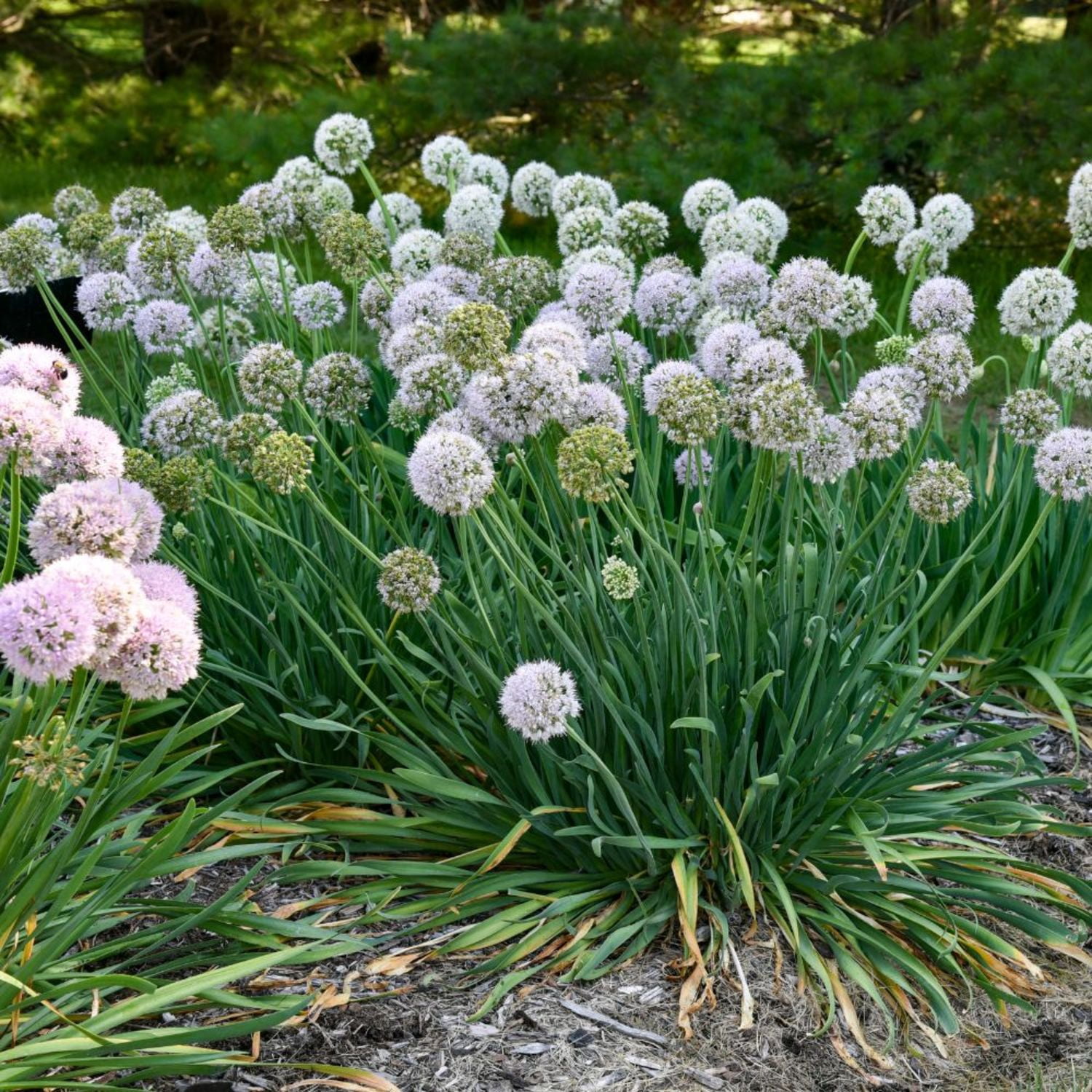 Proven Winners 6" Purple 'Bobblehead' Ornamental Onion Live Plant in 6.5" Pot
