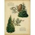thumbnail image 2 of Unknown 19x24 Gold Ornate Wood Framed with Double Matting Museum Art Print Titled - Deodar Cedar and Eastern Red Cedar, 2 of 4