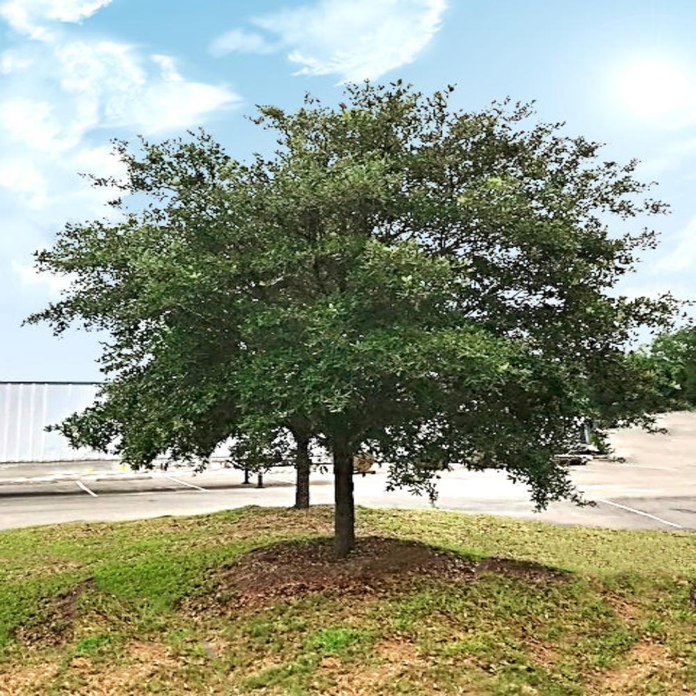 Expert Gardener 1-2 ft. tall Southern Live Oak Live Tree in 1-Gallon Grower Pot