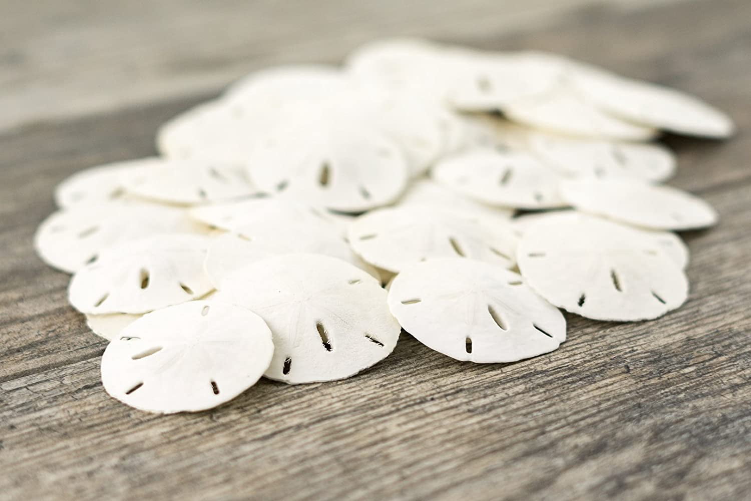 Tumbler Home Natural White Sand Dollars - 20 Pieces, 2.5-3 Inch, For Wedding Crafts & Decor