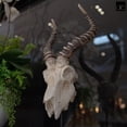 thumbnail image 6 of Ormere Polyresin Goat Head Decor, 6 of 7