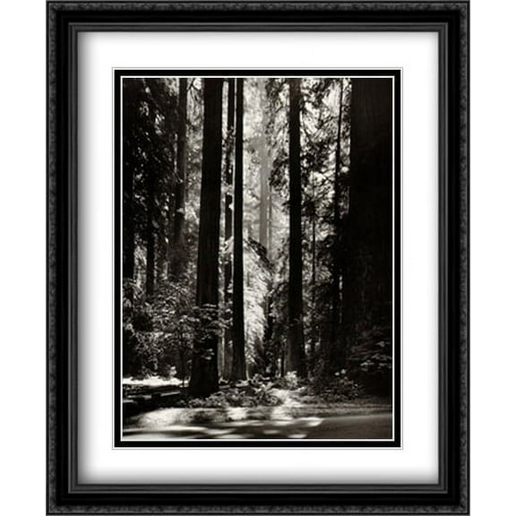 Redwoods, Founders Grove 2x Matted 28x34 Large Black Ornate Framed Art Print by Adams, Ansel