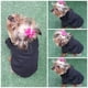 thumbnail image 2 of Sudadera para perro o gato Mi Baúl Negro Talla 2, 2 of 4