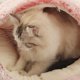 thumbnail image 3 of Cama para Con Nido Gatos Calmante Redonda Y Esponjosa Funda Capucha Interior, 3 of 9