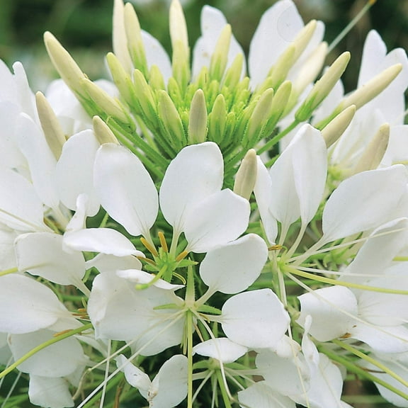 Outsidepride 1000 Seeds Annual White Cleome MVR1 Spider Flower Seeds for Planting