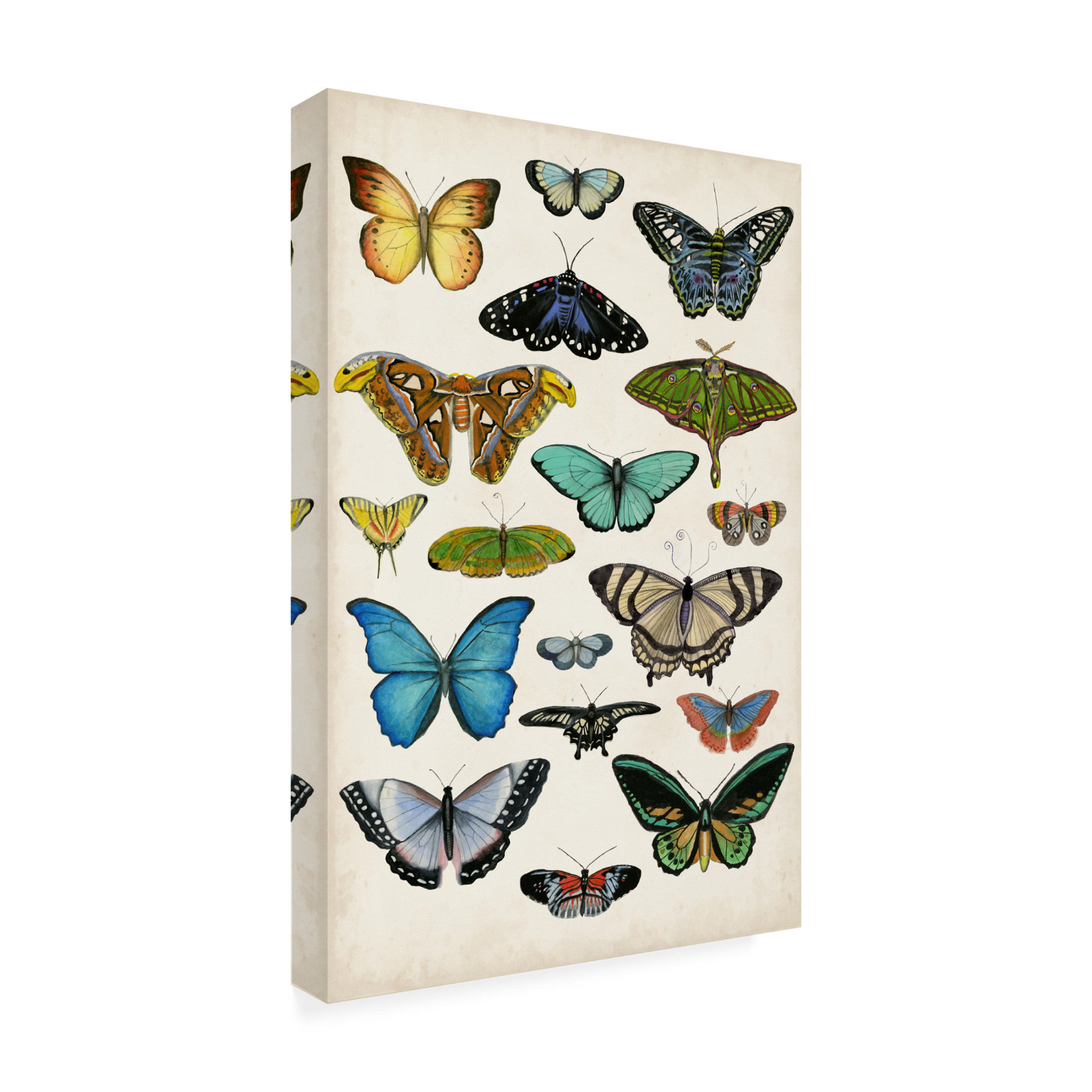 Canvas Wall Art - Naomi McCavitt 'Butterfly Taxonomy I' Wall Art for Living Room, Bedroom, or Office Décor by Trademark Fine Art - 16 x 24 Inches