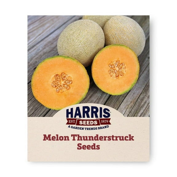 Harris Seeds - Treated Melon Thunderstruck F1 Seed - Fast Germination - 250 Seeds