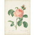 thumbnail image 2 of Redoute, Pierre 15x18 Black Ornate Wood Framed with Double Matting Museum Art Print Titled - Vintage Redoute Roses IV, 2 of 4