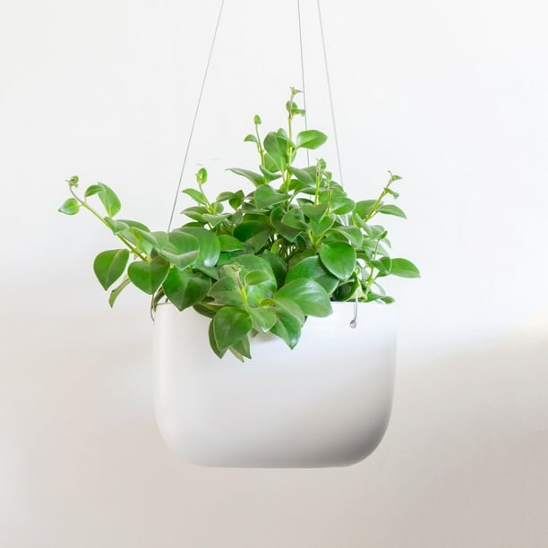 Peach & Pebble 6 in. White Ceramic Hanging Indoor Planter
