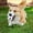 as show, variant on World Soccer Showdown Dog Toy - Football Shaped TPR Chew Toy for Game Day Soccer Essentials, Durable Squeaky Throwing Toy for Dogs