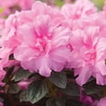 thumbnail image 3 of Encore Azalea Autumn Carnation (2 Gallon) Pink Flowering Shrub - Full Sun Live Outdoor Plant, 3 of 15