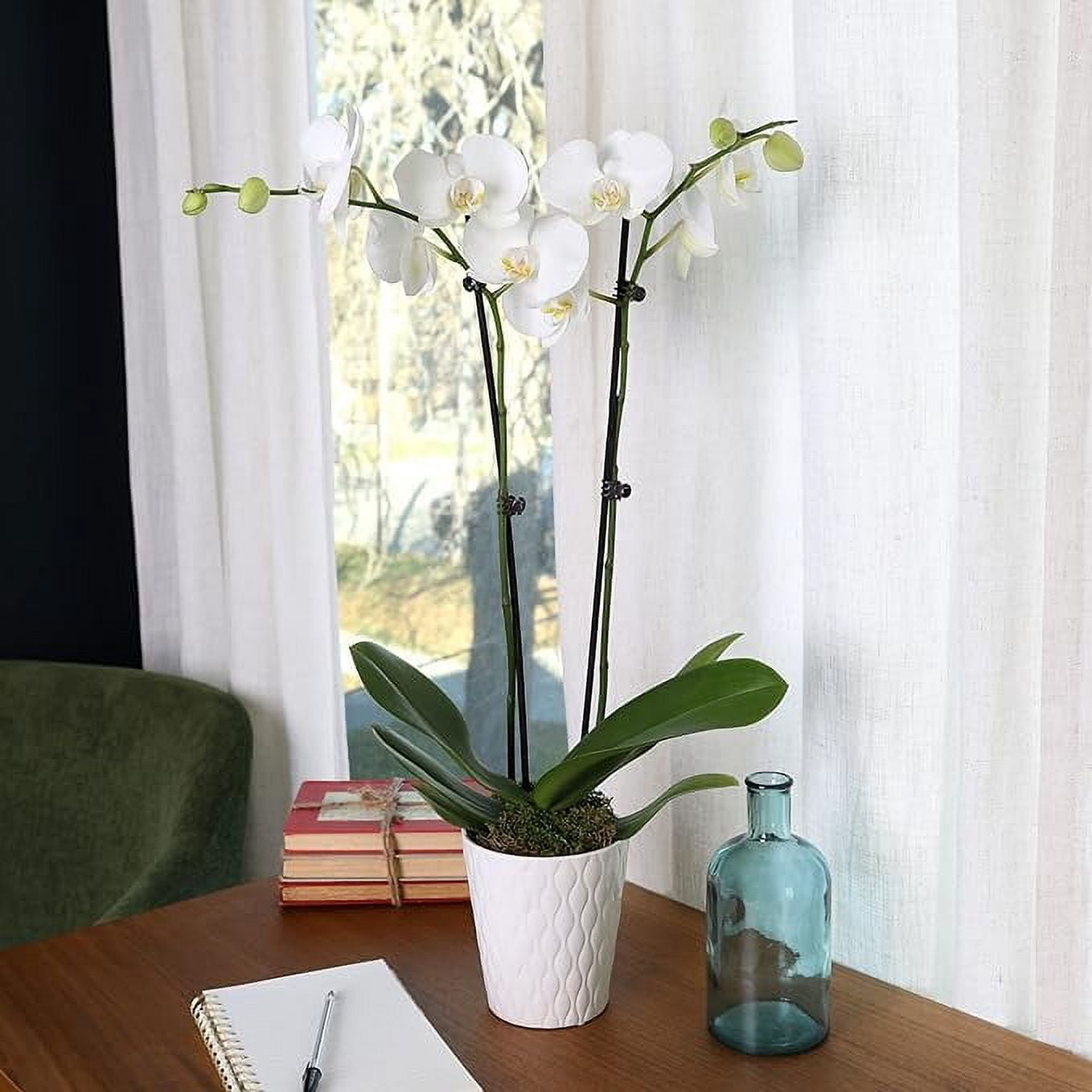 Just Add Ice 16-30" White and Yellow Premium Orchid Live Plant in 5" White Ceramic Pot, House Plant