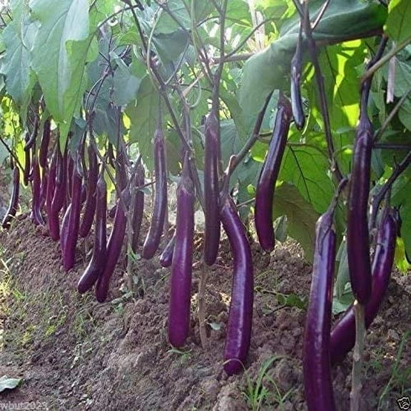 CZ Grain 150 Long Purple Eggplant Plant Seed, Non-GMO