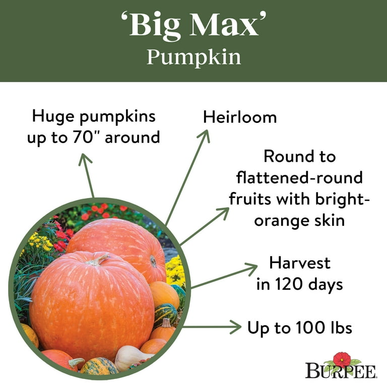 Burpee Big Max Pumpkin Vegetable Seed, 1-Pack - Walmart.com Burpee Big Max Pumpkin Vegetable Seed, 1-Pack - Walmart.com