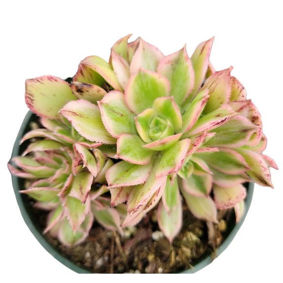 Aeonium Sunburst Crest Succulent Live Plant 2 Inch for Indoor Outdoor Home Office Garden Decor
