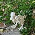 thumbnail image 6 of Seasons Skeleton Baby Duck Halloween Decoration for Crazy Bonez Skeleton Line, 6 of 7