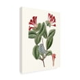 thumbnail image 2 of Vision Studio 'Roseate Blooms V' Canvas Art, 2 of 3