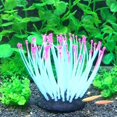 thumbnail image 3 of 1 unidad de anémona Artificial, plantas de acuario, planta de silicona Artificial, decoración de acuario, decoración de pecera, 9*7cm, azul Rojo Verde, 3 of 4