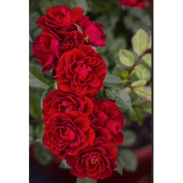 Red Sunblaze® Miniature Rose Bush - Hardy - 2.5" Pot