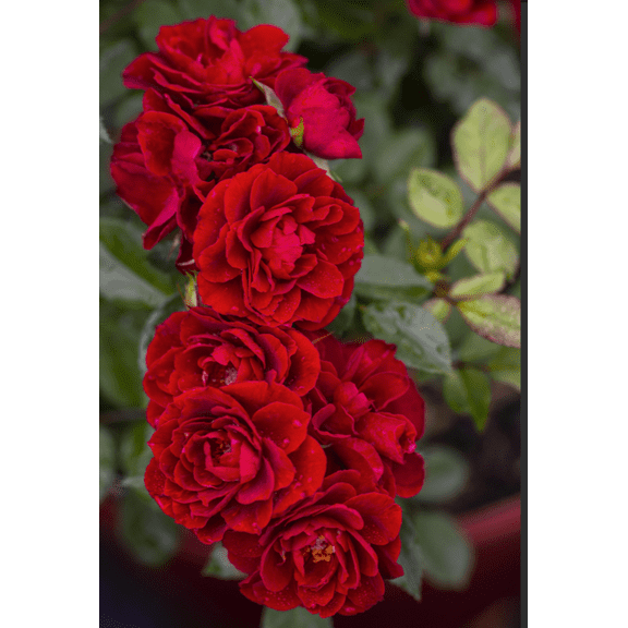 Red Sunblaze® Miniature Rose Bush - Hardy - 2.5" Pot