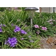 thumbnail image 7 of Dwarf Mexican Petunia Pink  Katie's Dwarf Ruellia Brittoniana  3 Live Plants  Drought Tolerant Blooming Butterfly Bush, 7 of 7