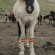 thumbnail image 1 of unbranded 4Ud Bandas Reflectantes LED Para Patas De Caballo De Equitación Para, 1 of 6