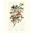 thumbnail image 3 of Audubon, John James 12x14 Black Modern Framed Museum Art Print Titled - Audubons Warbler (decorative border), 3 of 5