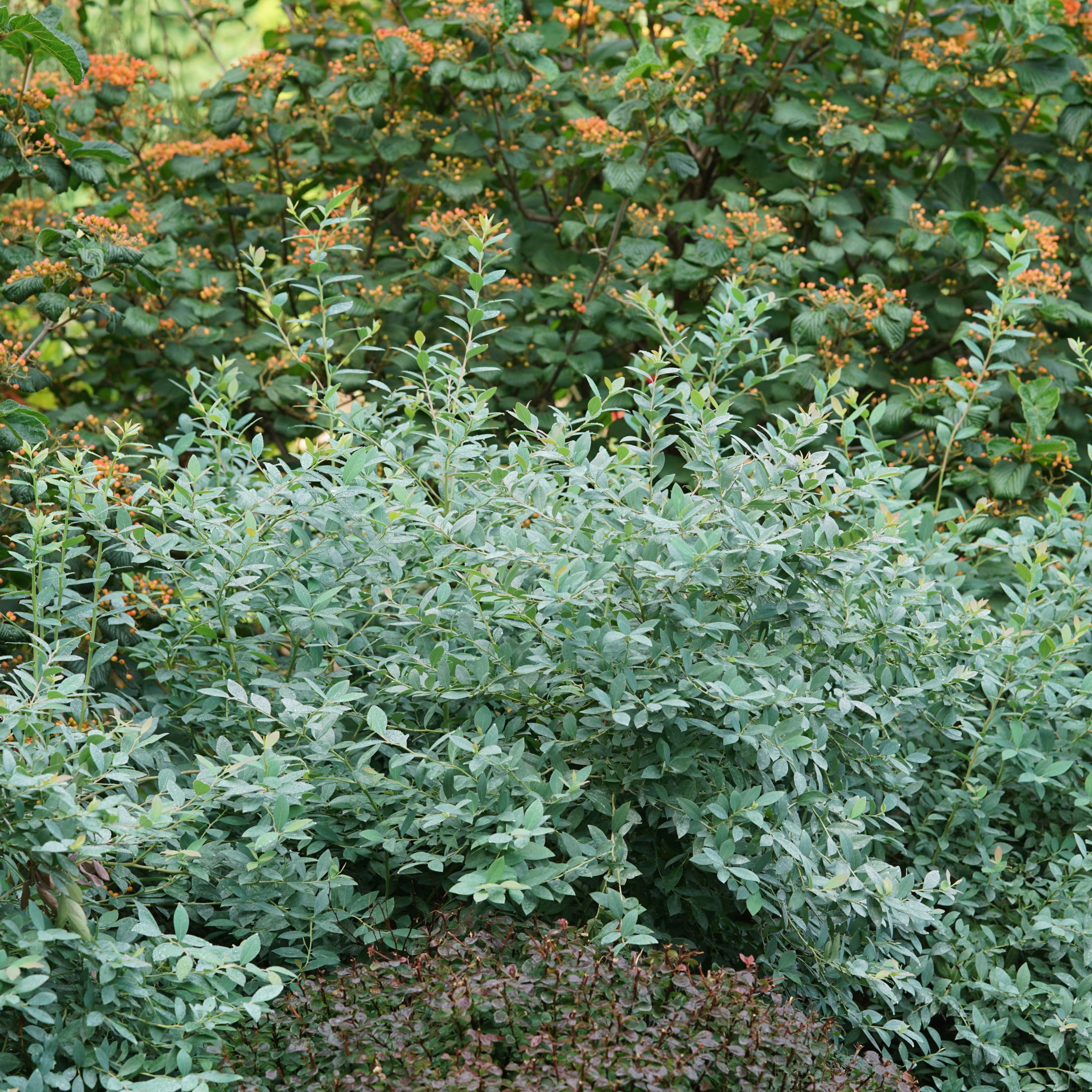 Proven Winners ColorChoice 5" Splendid! Blue Highbush Blueberry Live Plant in 4.5" Pot (4 Count)