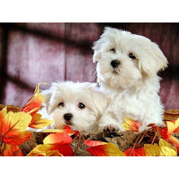 Pintura de diamante (DE6550) Kit de bricolaje 2 Cachorros lindos Cuadro de diamantes de imitación redondo completo 30x40cm Blanco Hugtrwg Para estrenar