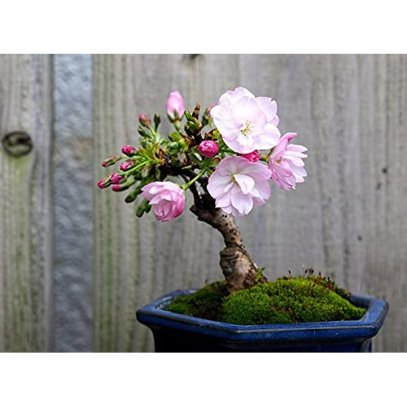 10 Sakura Bonsai Tree Seeds