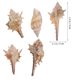 thumbnail image 4 of 1 paquete de 200 g de conchas de imitación para acuario, decoración paisajística para pecera., 4 of 5