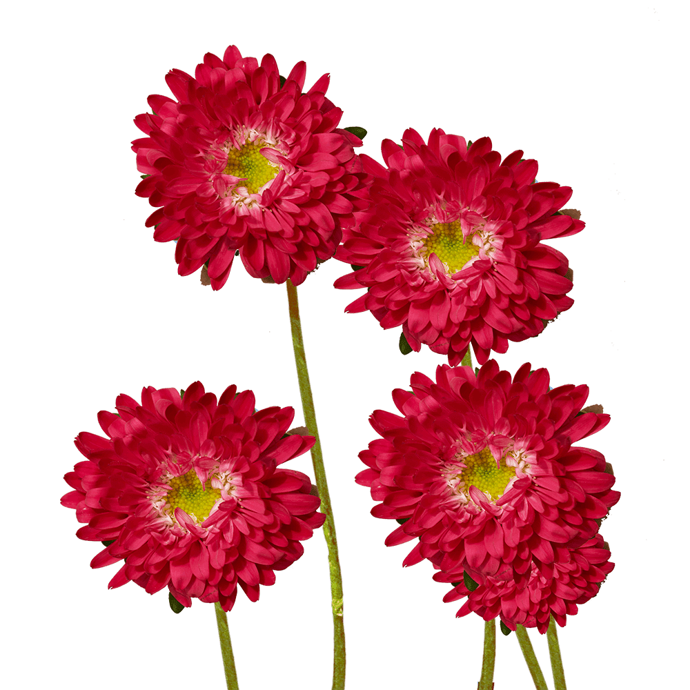 100 Stems Of Red Asters Matsumoto Fresh Flower Delivery Walmart Com Walmart Com
