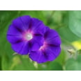 thumbnail image 2 of Bonin, Suzanne 32x25 White Modern Wood Framed Museum Art Print Titled - Purple Morning Glories, 2 of 4