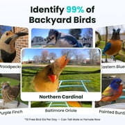 Netvue Birdfy Bird Feeder with Camera, Smart Bird Camera with Solar Panel, AI Identify 6000+ Species, Automatic reminder recording, Ideal Gift