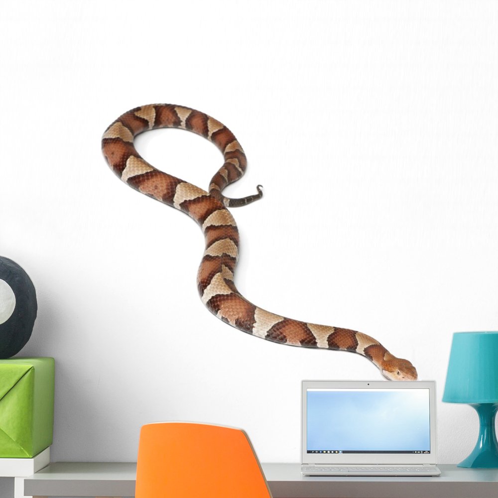 Copperhead Snake or Highland Wall Decal by Wallmonkeys Peel and Stick