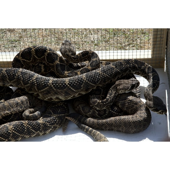 Print: Rattlesnake Rodeo In Opp, Alabama, 2010