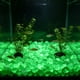 thumbnail image 1 of Pequeñas piedras romboidales que brillan en la oscuridad para sustrato de jardín y acuario: piedras fluorescentes luminosas para decoración nocturna, paisajismo acuático y detalles de caminos., 1 of 6