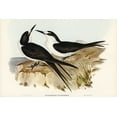 thumbnail image 2 of Gould, John 24x17 White Modern Wood Framed Museum Art Print Titled - Sooty Tern-Onychoprion fuliginosus, 2 of 4