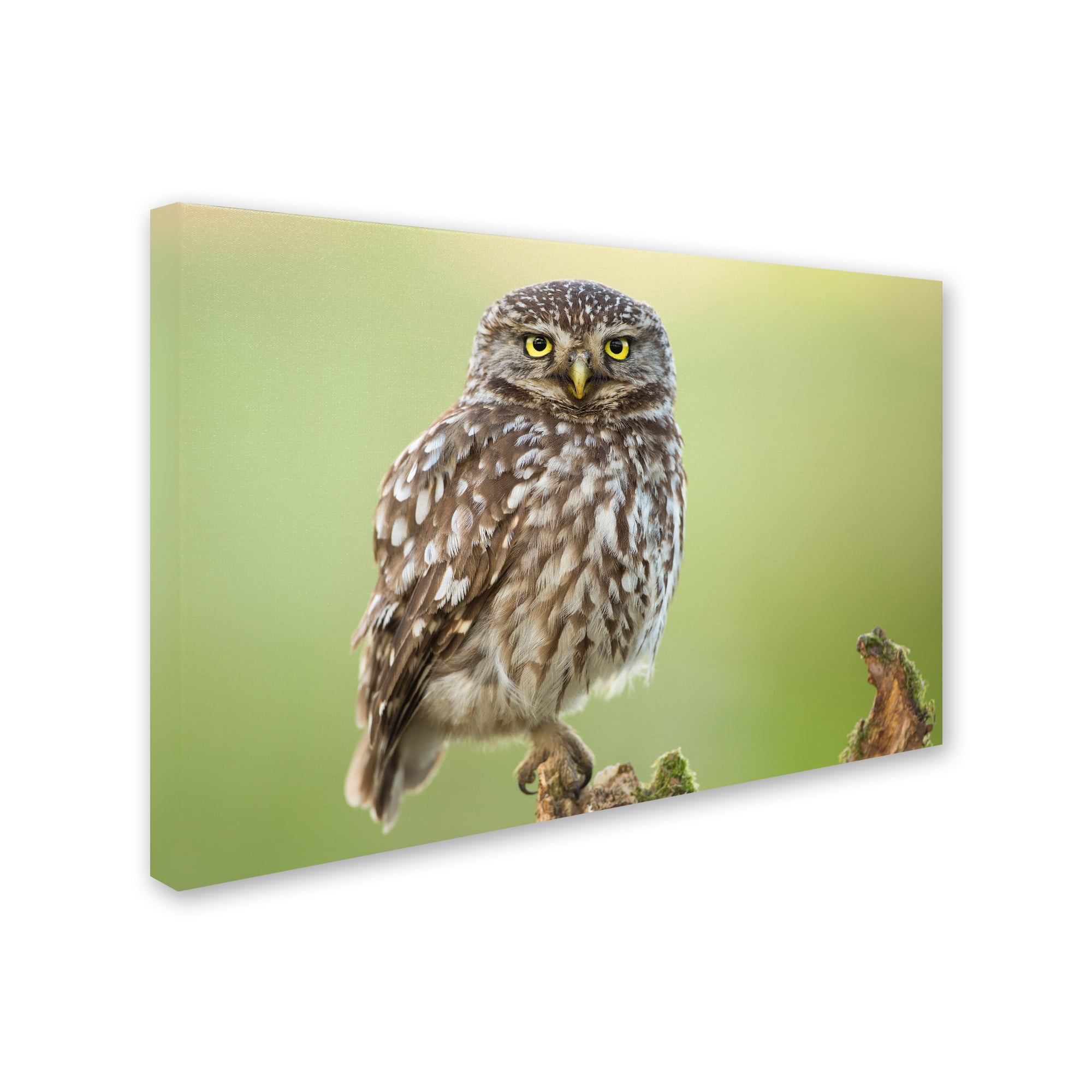 Trademark Fine Art 'The Watcher' Canvas Art by Kenny De Boeck